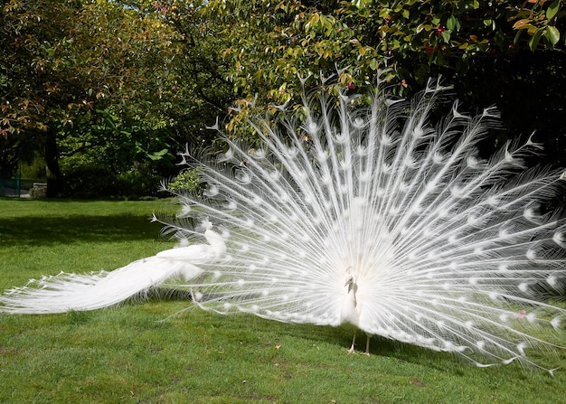 Bellas imágenes de pavo real para papel tapiz o carteles