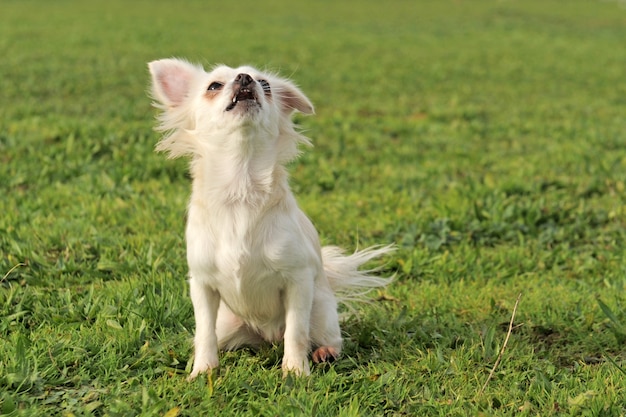 Bellende Chihuahua