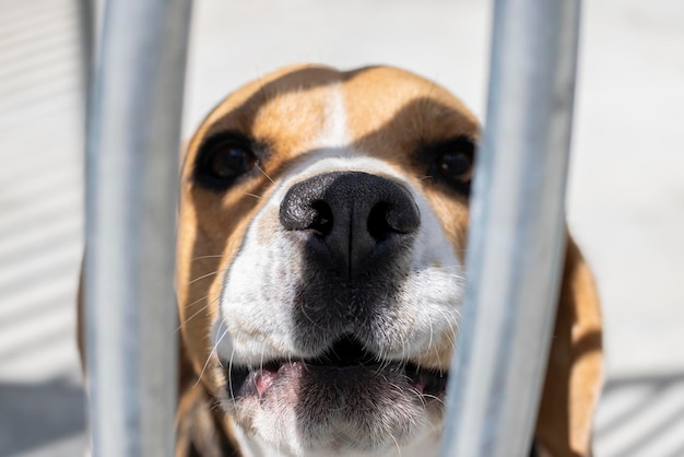 Bellender Beagle-Hund in einem Tierheim Nase in Nahaufnahme