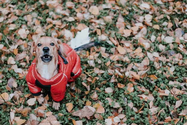 Bellender und aggressiver Hund Kleiner Hund in einem roten Overall im Herbstpark