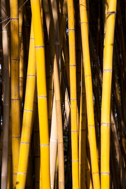 Foto la belleza del bambú dorado con tallos dorados y hojas verdes. popular para decorar el jardín porque es un bambú dorado y un hermoso amarillo se ven más inusuales que el típico bambú.