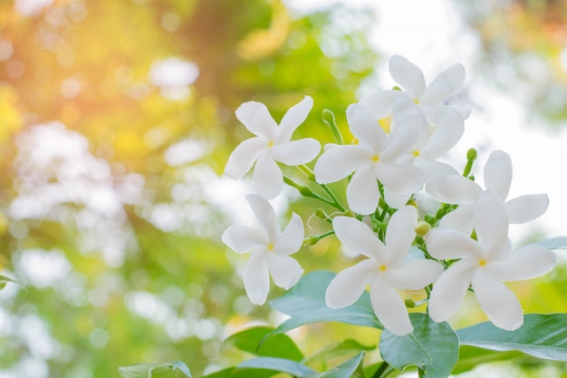 belleza blanca flor en el árbol