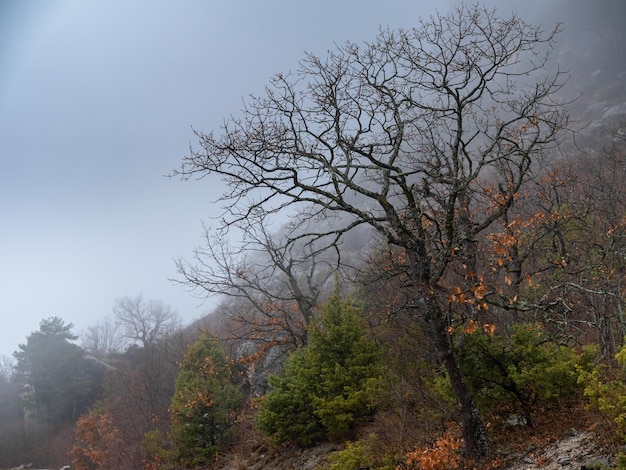 La belleza de un bosque brumoso de otoño