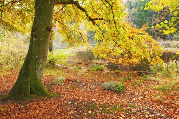 Belleza del bosque Una foto de los árboles del bosque en otoño.