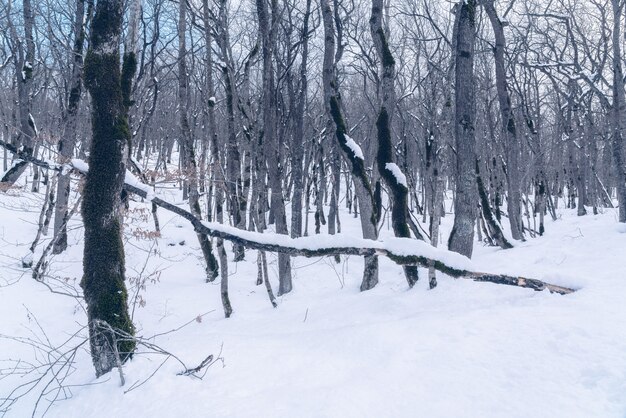 La belleza del bosque de invierno.