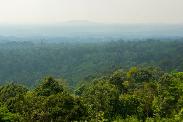 Belleza del bosque verde en el norte de bengkulu, indonesia, asia travel