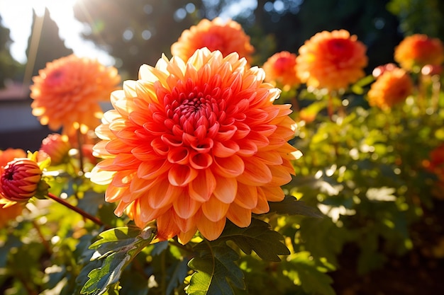 La belleza botánica de la fotografía de jardinería