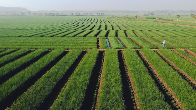 La belleza de los campos de cebolla por la mañana.