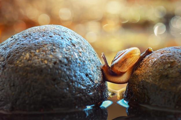 belleza caracol una cruz en piedra