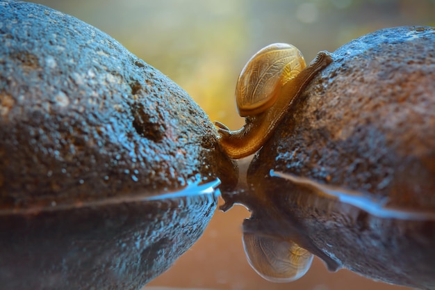 belleza caracol una cruz en piedra