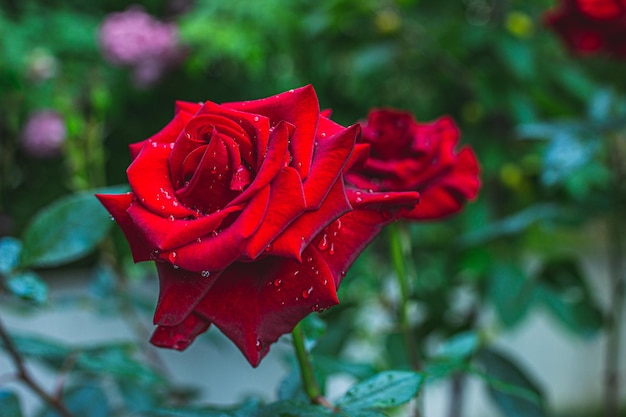 Foto belleza cautivadora flores rosas abrazando gotas lluvia