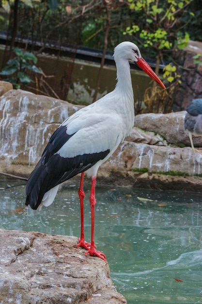 Una belleza Ciconia ave boyciana buscando comida cerca del río.