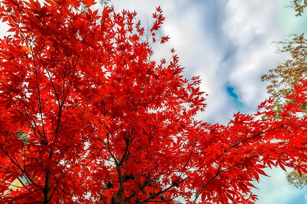 La belleza de los colores otoñales Increíbles hojas coloridas
