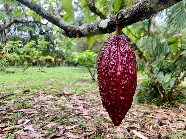 Foto la belleza del cultivo sostenible de cacao