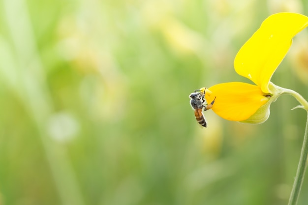 belleza diente de león verano primer plano pétalos macro