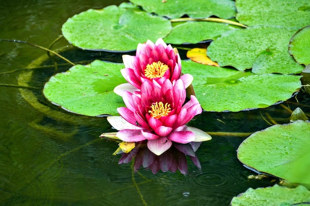 Belleza y encanto de la vista de primer plano de las flores en el jardín.