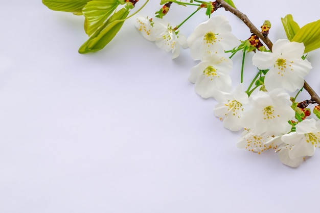 Belleza de flor de cerezo blanco sobre papel en blanco