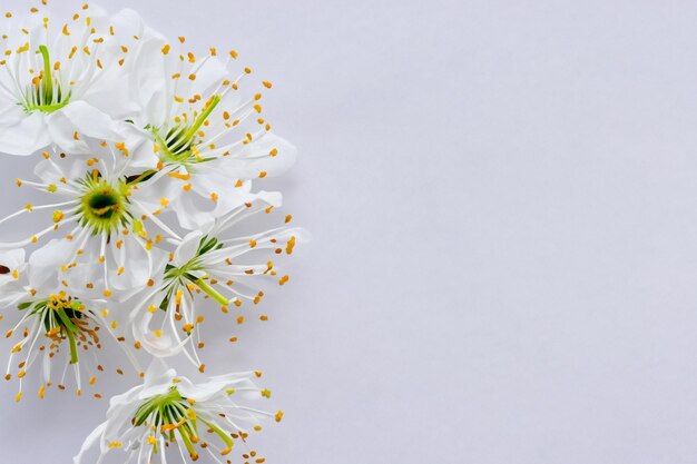 Belleza de flor de cerezo blanco sobre papel en blanco