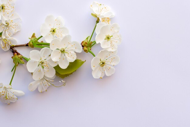 Belleza de flor de cerezo blanco sobre papel en blanco