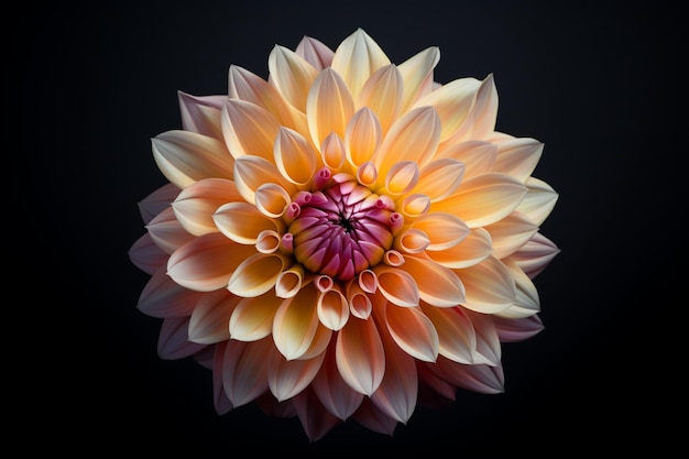 La belleza de una flor de dahlia fresca en el diseño de la naturaleza se captura artísticamente