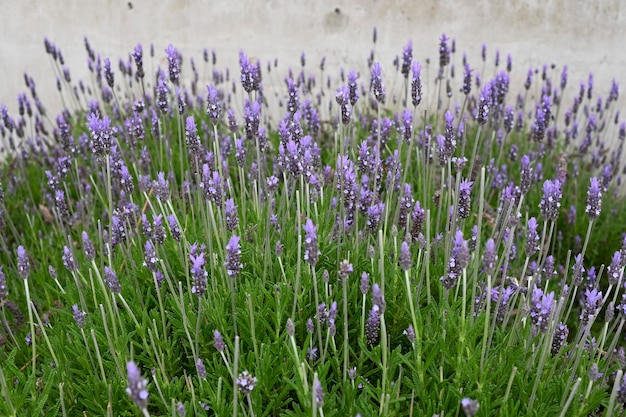 La belleza de la flor de lavanda