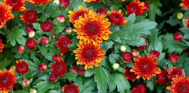 La belleza de las flores de crisantemo amarillo-naranja