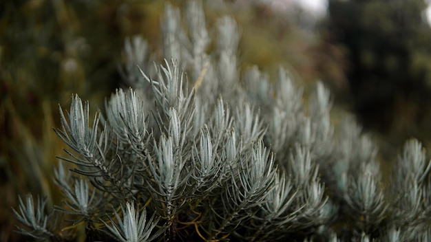 La belleza de las flores de edelweiss en las montañas.