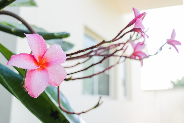 La belleza de las flores en el jardín.