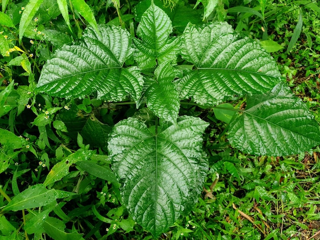 Belleza de fondo de foto de alta calidad de hoja verde