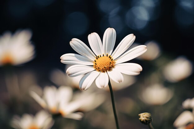 La belleza impresionante Captando la elegancia de una flor de pétalos blancos a través de la fotografía de enfoque selectivo
