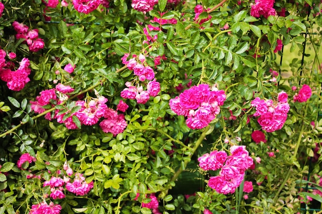 Belleza indescriptible de un arbusto con rosas delicadas y hermosas