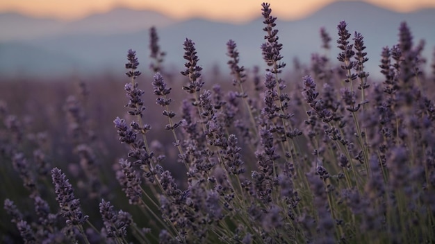 de la belleza de una lavanda oscura