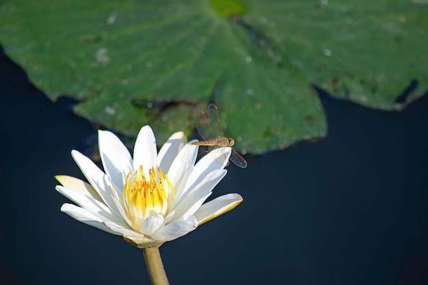 La belleza de la libélula en White Lotus Bloom en estanques