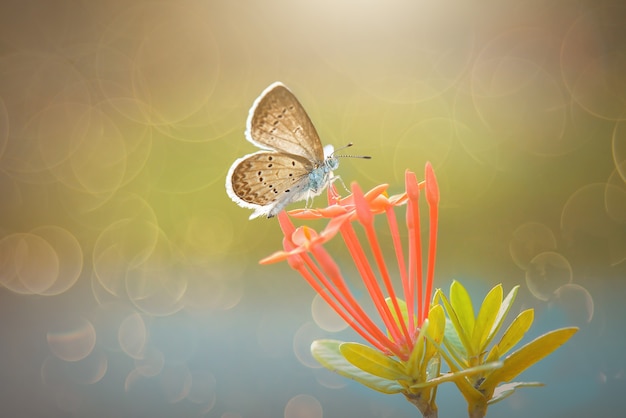 Belleza mariposa en flor en jardín tropical