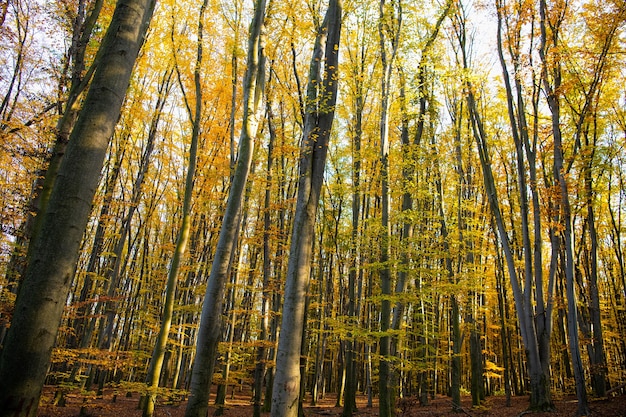 Belleza natural. clima de la temporada de otoño. bosque profundo y soleado con hojas. naturaleza otoñal. troncos de árboles estacionales con hojas amarillas.