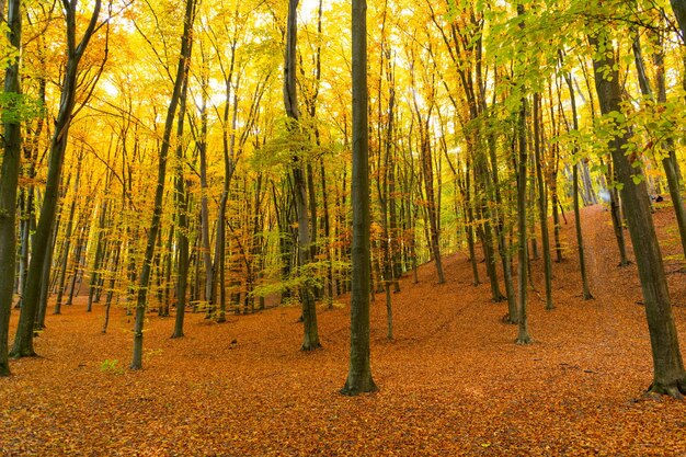 Belleza natural temporada de otoño clima amarillo hoja de otoño sobre fondo natural