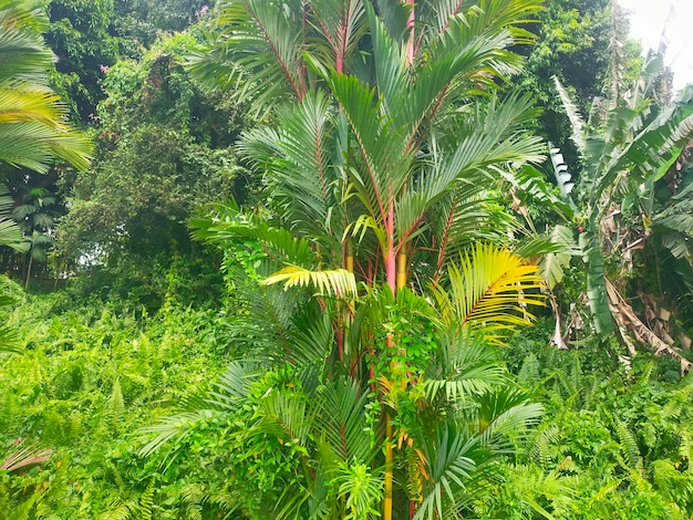 Foto la belleza natural verde en singapur