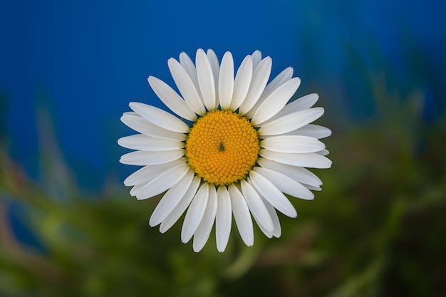 La belleza de la naturaleza la margarita vibrante brilla contra el telón de fondo azul