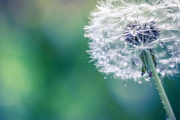 Belleza en la naturaleza, primer plano de diente de león con gotas de rocío matutino con un hermoso fondo natural borroso