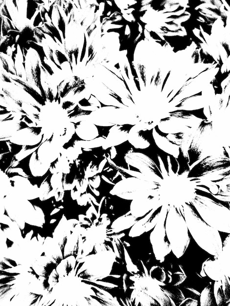 Una belleza de la naturaleza tiene una gran combinación de colores blanco y negro de la flor