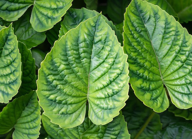 La belleza de la naturaleza vista de arriba de las hojas verdes con texturas intrincadas