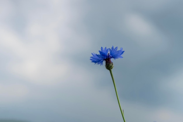 la belleza de la naturaleza