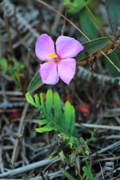 Foto belleza en la naturaleza