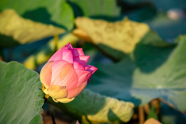 La belleza del Pink Lotus Bloom en estanques.