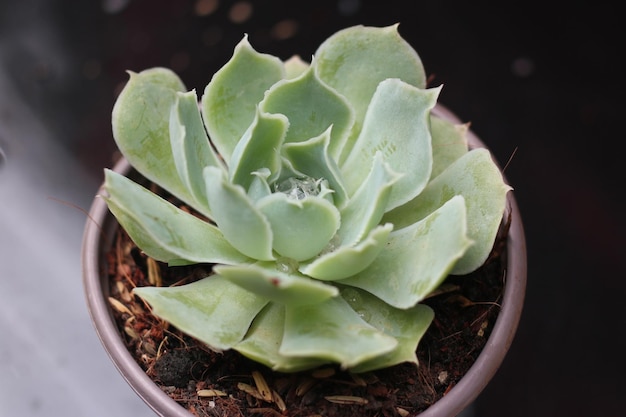 belleza de plantas suculentas, vista cercana