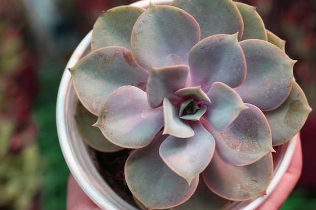 belleza de plantas suculentas, vista cercana