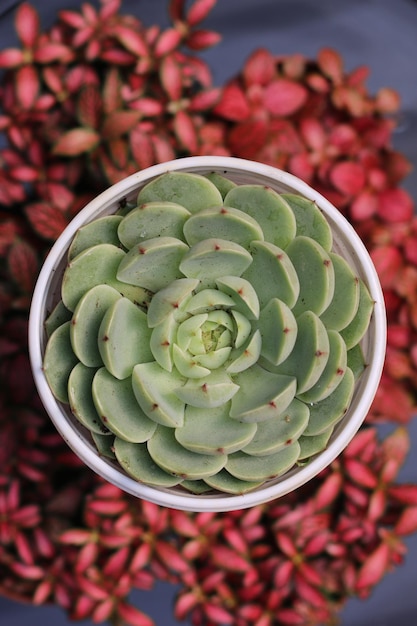 belleza de plantas suculentas, vista cercana