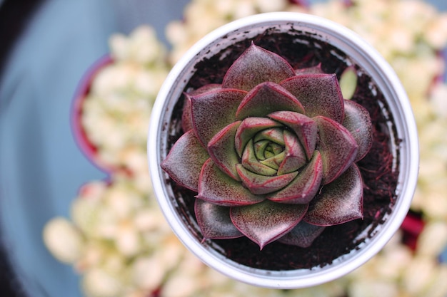 belleza de plantas suculentas, vista cercana