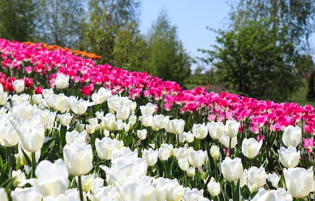 Belleza primaveral en la naturaleza Hermoso campo de tulipanes en el parque natural ucraniano llamado Dobropark