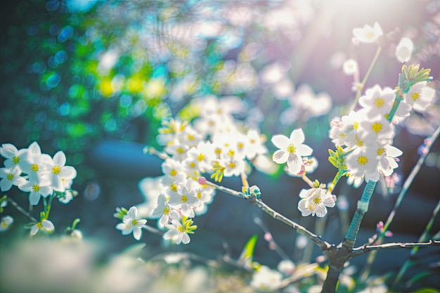 La belleza de las próximas ramas primaverales de flores blancas de manzana en flor se baña en el cálido resplandor